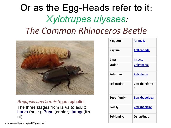 Or as the Egg-Heads refer to it: Xylotrupes ulysses: The Common Rhinoceros Beetle Aegopsis