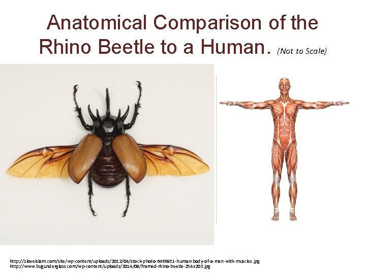 Anatomical Comparison of the Rhino Beetle to a Human. (Not to Scale) http: //1