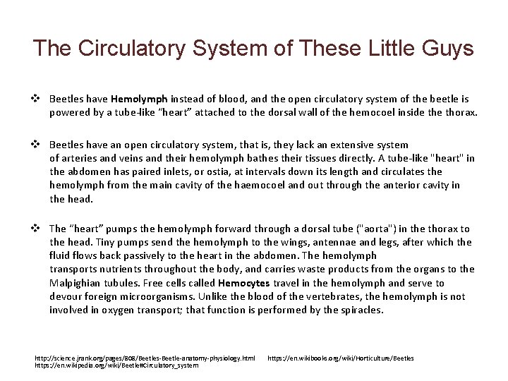 The Circulatory System of These Little Guys v Beetles have Hemolymph instead of blood,
