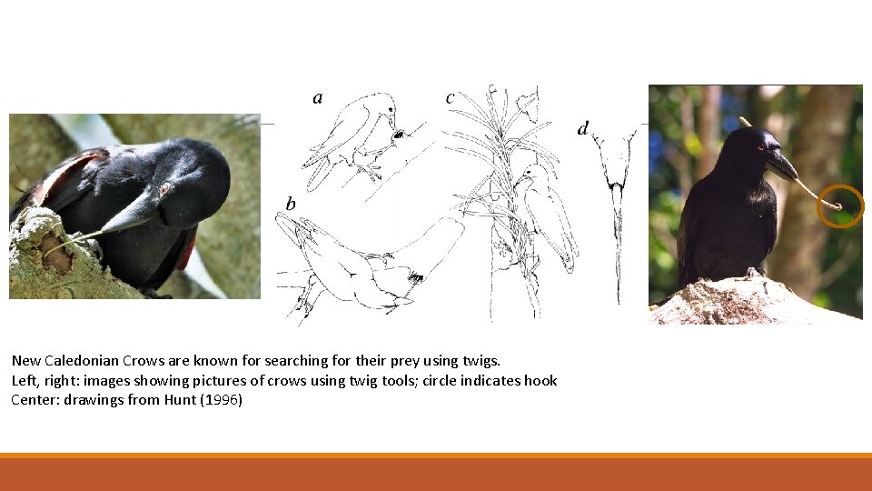 New Caledonian Crows are known for searching for their prey using twigs. Left, right: