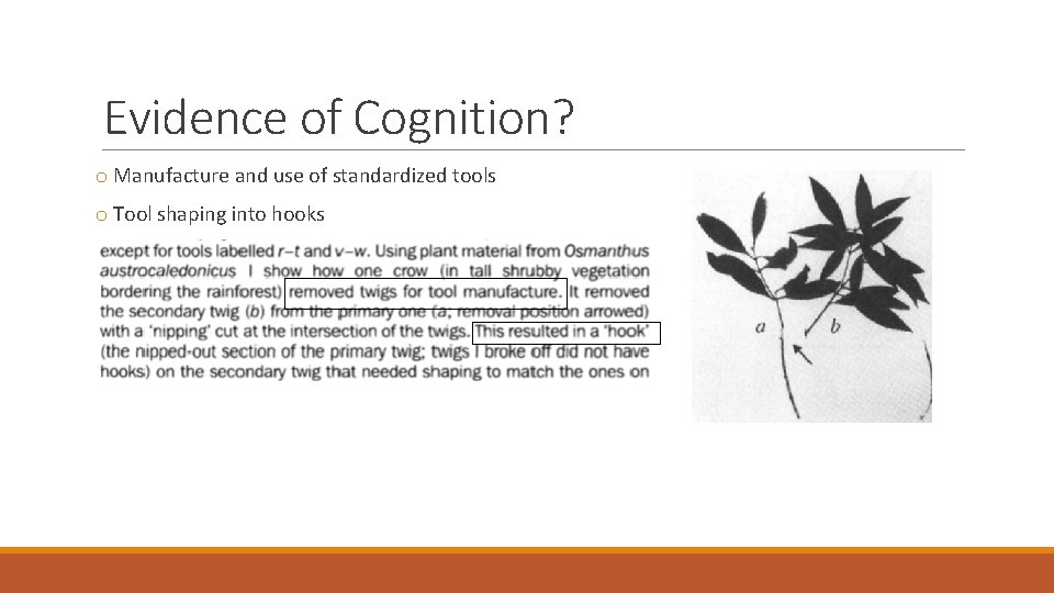 Evidence of Cognition? o Manufacture and use of standardized tools o Tool shaping into