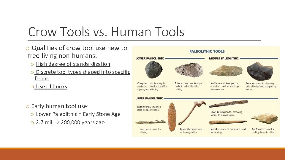 Crow Tools vs. Human Tools o Qualities of crow tool use new to free-living