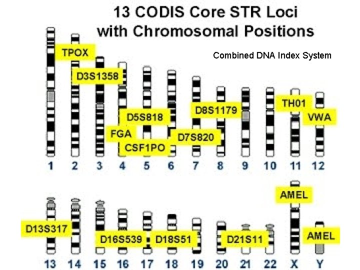 Combined DNA Index System 