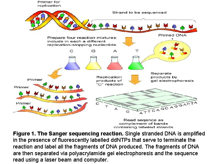 Figure 1. The Sanger sequencing reaction. Single stranded DNA is amplified in the presence