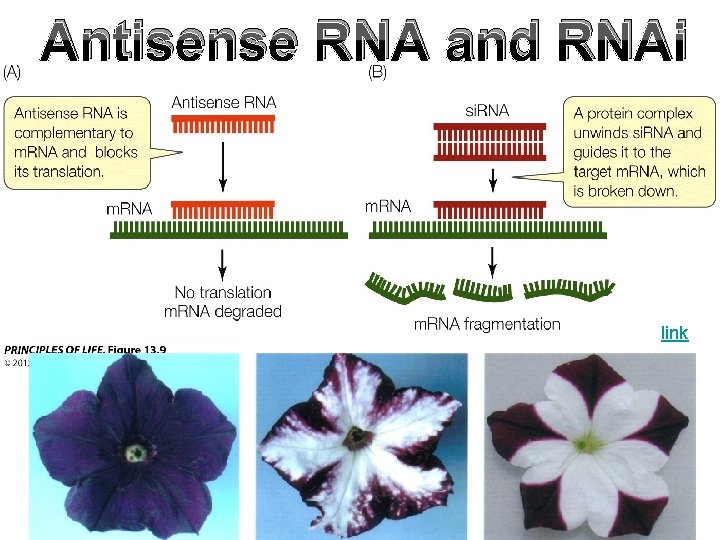Antisense RNA and RNAi link 