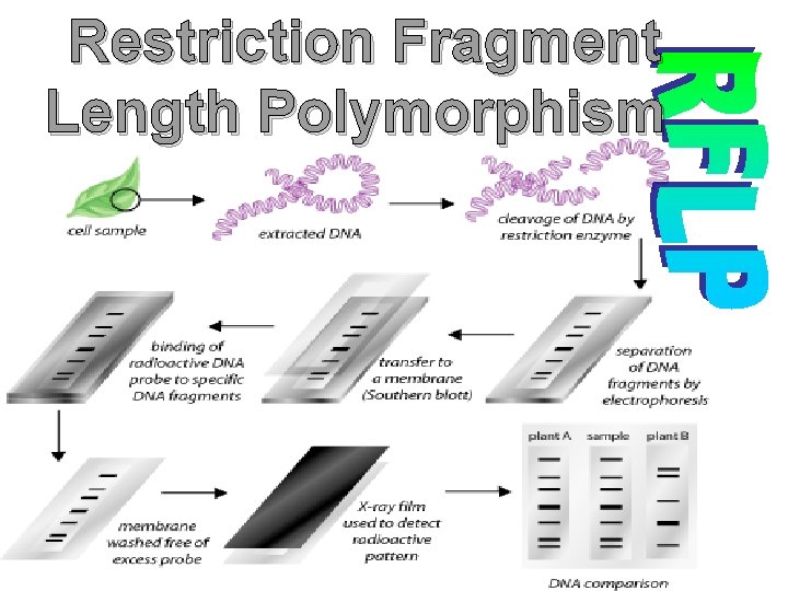 Restriction Fragment Length Polymorphism 