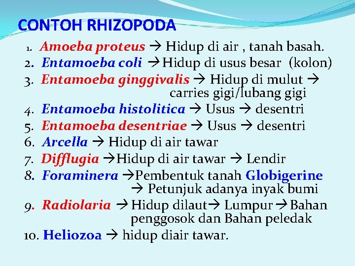 CONTOH RHIZOPODA 1. Amoeba proteus Hidup di air , tanah basah. 2. Entamoeba coli