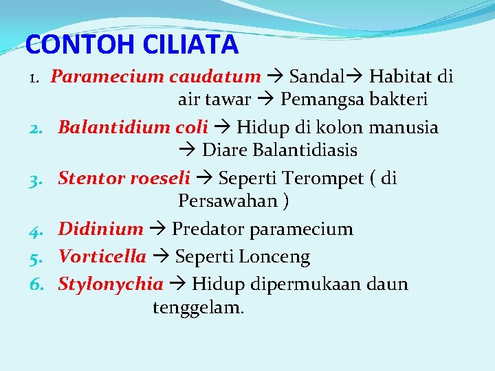 CONTOH CILIATA 1. Paramecium caudatum Sandal Habitat di 2. 3. 4. 5. 6. air