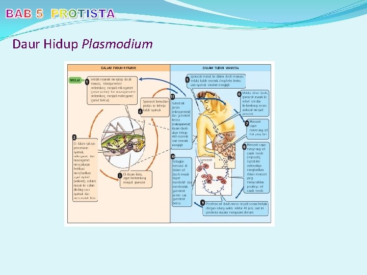 Daur Hidup Plasmodium 