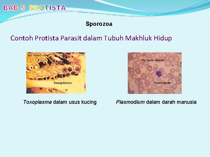 Sporozoa Contoh Protista Parasit dalam Tubuh Makhluk Hidup Toxoplasma dalam usus kucing Plasmodium dalam