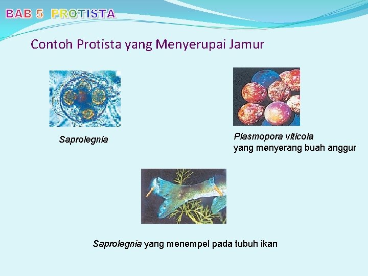 Contoh Protista yang Menyerupai Jamur Saprolegnia Plasmopora viticola yang menyerang buah anggur Saprolegnia yang