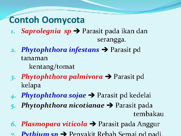 Contoh Oomycota 1. Saprolegnia sp Parasit pada ikan dan serangga. 2. Phytophthora infestans Parasit