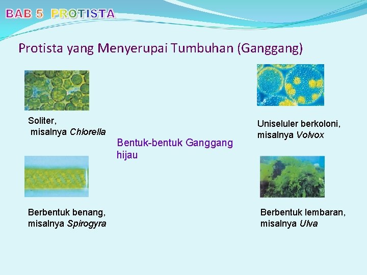 Protista yang Menyerupai Tumbuhan (Ganggang) Soliter, misalnya Chlorella Bentuk-bentuk Ganggang hijau Berbentuk benang, misalnya