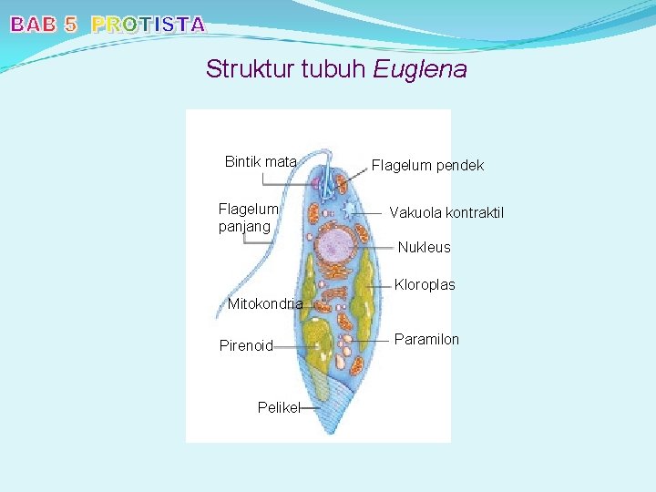 Struktur tubuh Euglena Bintik mata Flagelum panjang Flagelum pendek Vakuola kontraktil Nukleus Kloroplas Mitokondria