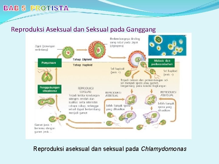 Reproduksi Aseksual dan Seksual pada Ganggang Reproduksi aseksual dan seksual pada Chlamydomonas 