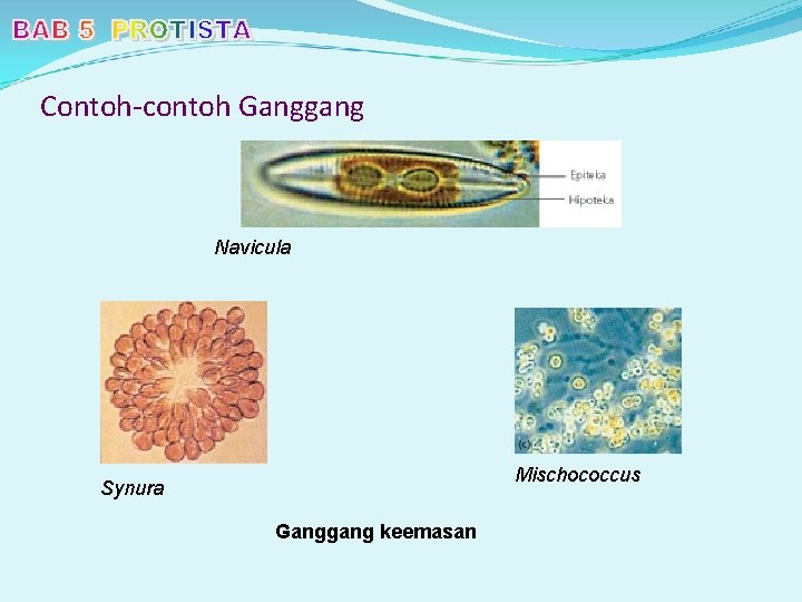 Contoh-contoh Ganggang Navicula Mischococcus Synura Ganggang keemasan 