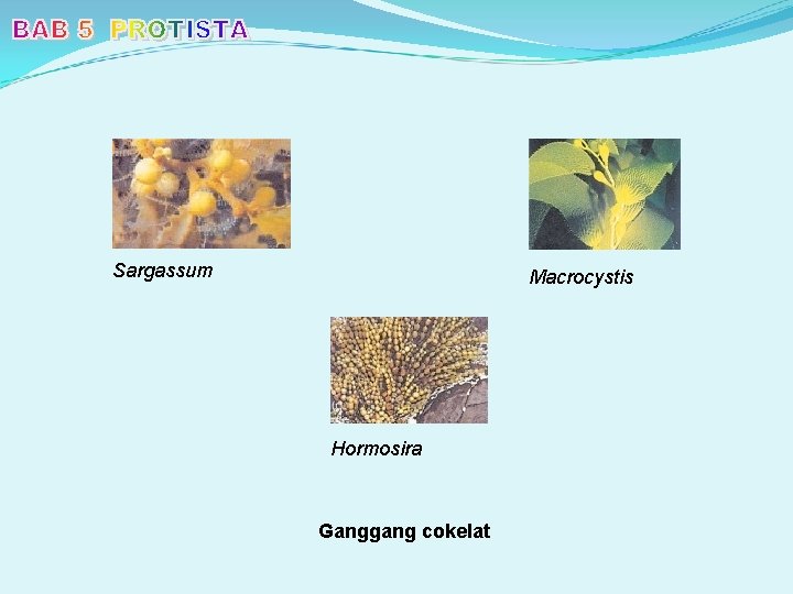 Sargassum Macrocystis Hormosira Ganggang cokelat 
