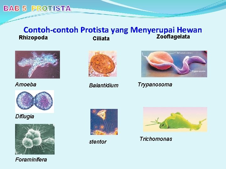 Contoh-contoh Protista yang Menyerupai Hewan Rhizopoda Amoeba Ciliata Balantidium Zooflagelata Trypanosoma Diflugia stentor Foraminifera