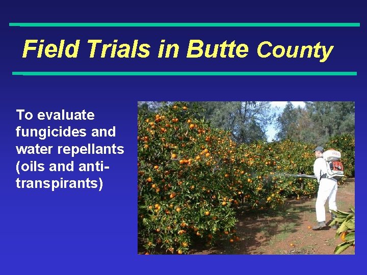 Field Trials in Butte County To evaluate fungicides and water repellants (oils and antitranspirants)