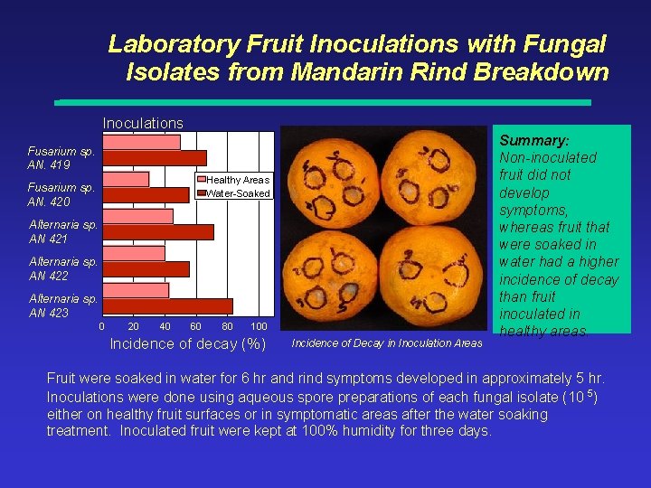 Laboratory Fruit Inoculations with Fungal Isolates from Mandarin Rind Breakdown Inoculations Fusarium sp. AN.