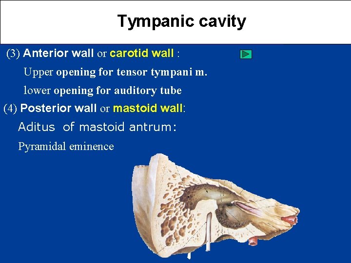 Tympanic cavity (3) Anterior wall or carotid wall : Upper opening for tensor tympani