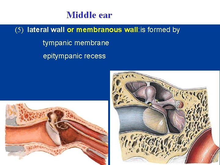 Middle ear (5) lateral wall or membranous wall: is formed by tympanic membrane epitympanic