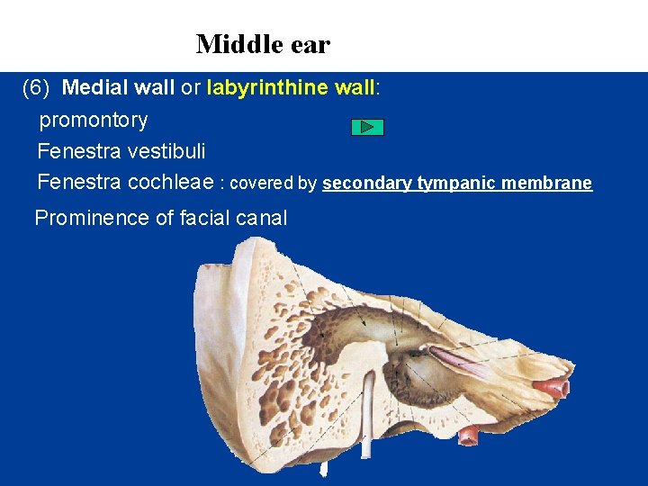 Middle ear (6) Medial wall or labyrinthine wall: promontory Fenestra vestibuli Fenestra cochleae :