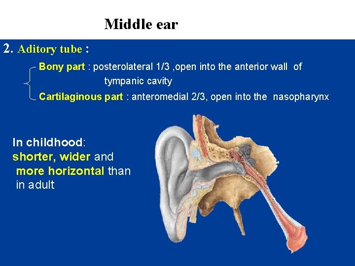 Middle ear 2. Aditory tube : Bony part : posterolateral 1/3 , open into