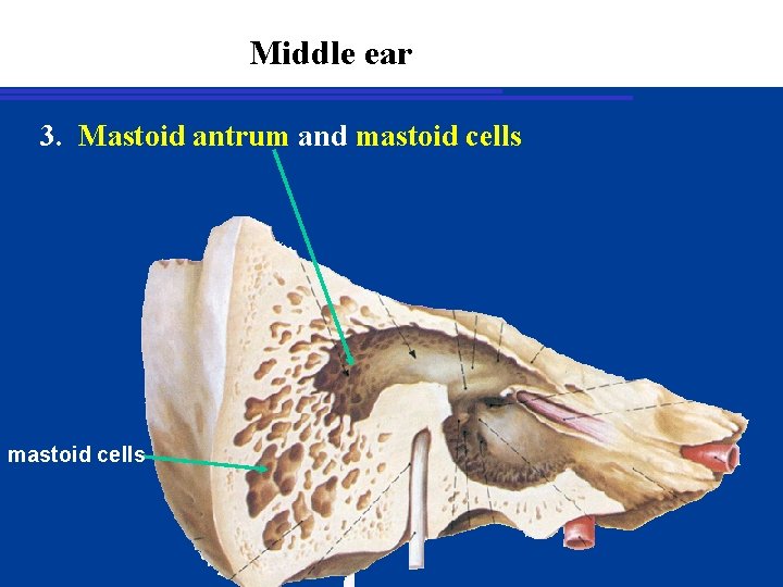Middle ear 3. Mastoid antrum and mastoid cells 