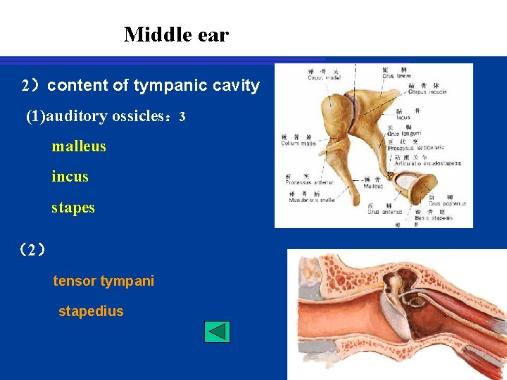 Middle ear 2）content of tympanic cavity (1)auditory ossicles： 3 malleus incus stapes （2） tensor