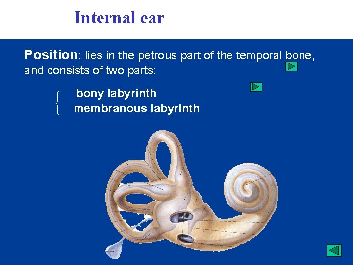  Internal ear Position: lies in the petrous part of the temporal bone, and