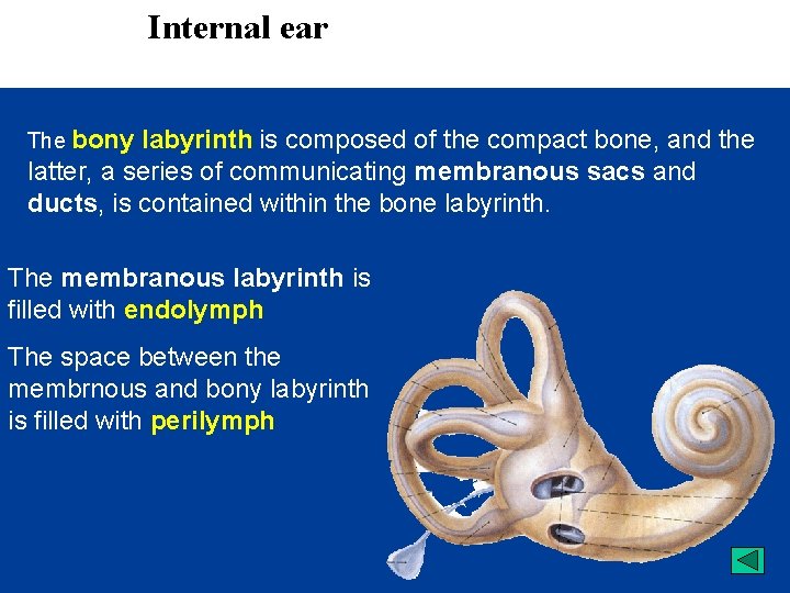  Internal ear The bony labyrinth is composed of the compact bone, and the