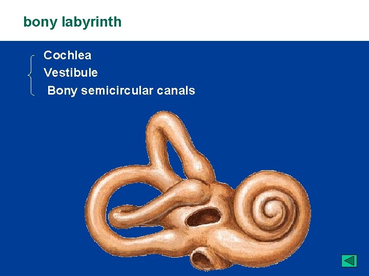  bony labyrinth Cochlea Vestibule Bony semicircular canals 