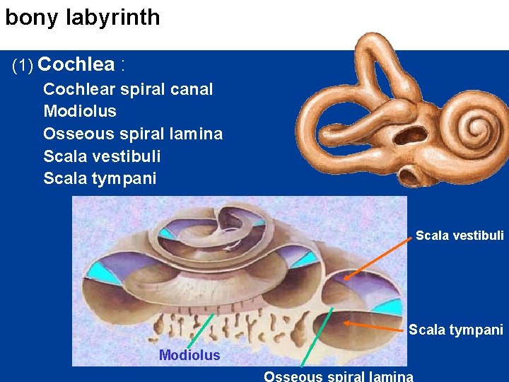 bony labyrinth (1) Cochlea : Cochlear spiral canal Modiolus Osseous spiral lamina Scala vestibuli