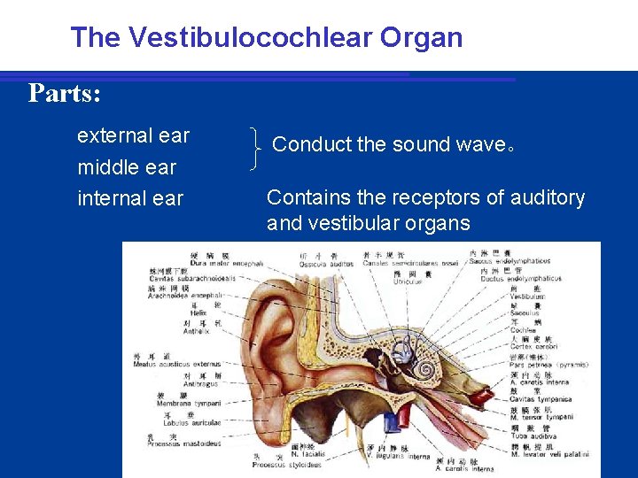 The Vestibulocochlear Organ Parts: external ear middle ear internal ear Conduct the sound wave。