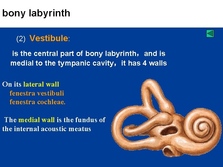 bony labyrinth (2) Vestibule: is the central part of bony labyrinth，and is medial to