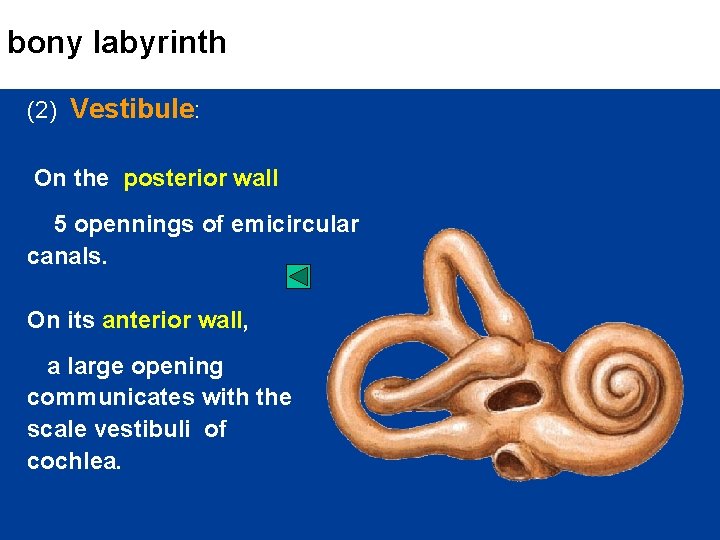 bony labyrinth (2) Vestibule: On the posterior wall 5 opennings of emicircular canals. On