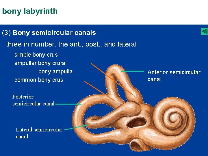 bony labyrinth (3) Bony semicircular canals: three in number, the ant. , post. ,