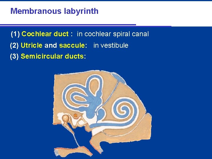 2. Membranous labyrinth (1) Cochlear duct : in cochlear spiral canal (2) Utricle and