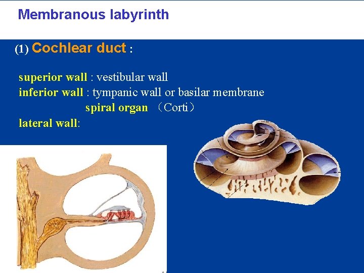 2. Membranous labyrinth 膜迷路 (1) Cochlear duct : superior wall : vestibular wall inferior