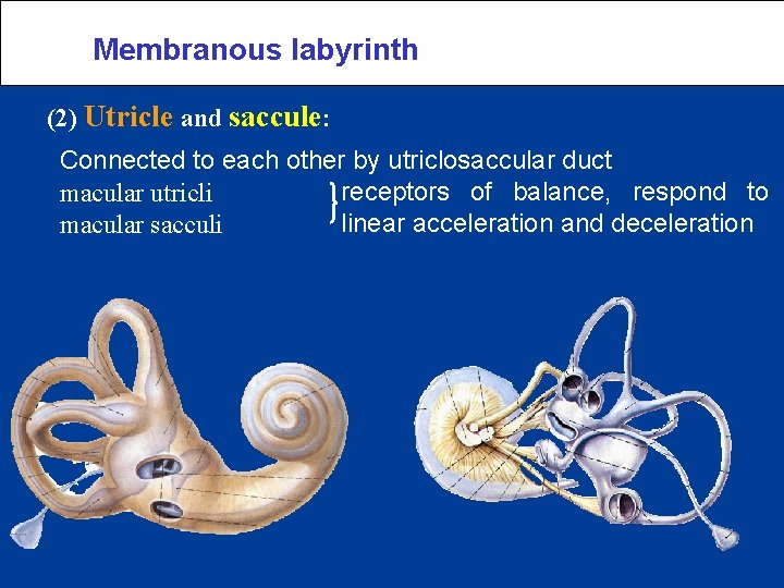 Membranous labyrinth (2) Utricle and saccule: Connected to each other by utriclosaccular duct receptors