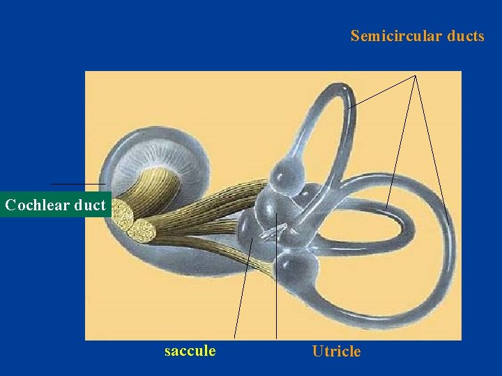 Semicircular ducts Cochlear duct saccule Utricle 