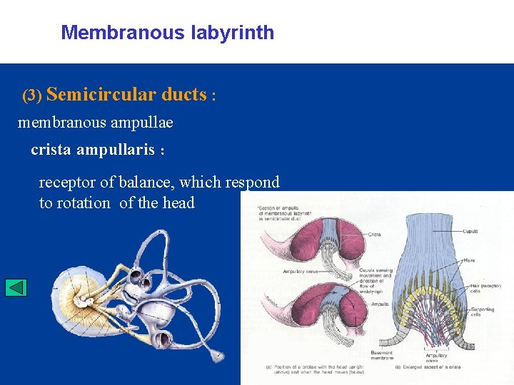  Membranous labyrinth (3) Semicircular ducts : membranous ampullae crista ampullaris ： receptor of