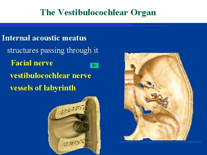The Vestibulocochlear Organ Internal acoustic meatus structures passing through it Facial nerve vestibulocochlear nerve