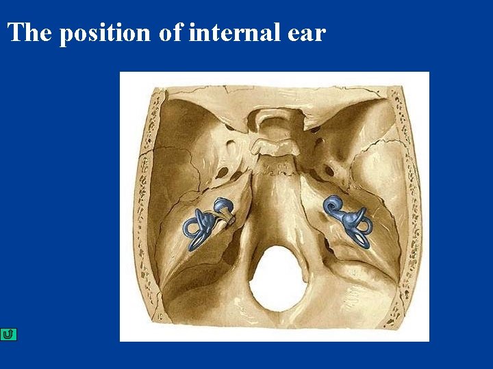 The position of internal ear 