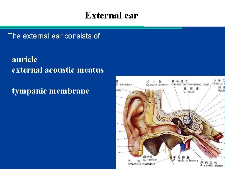 External ear The external ear consists of auricle external acoustic meatus tympanic membrane 