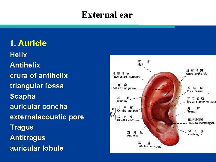 External ear 1. Auricle Helix Antihelix crura of antihelix triangular fossa Scapha auricular concha