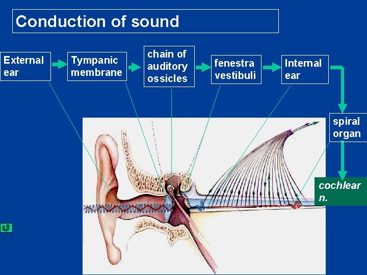 Conduction of sound External ear Tympanic membrane chain of auditory ossicles fenestra vestibuli Internal