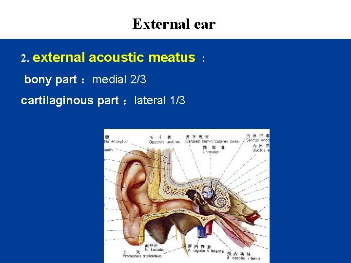 External ear 2. external acoustic meatus : bony part ：medial 2/3 cartilaginous part ：lateral