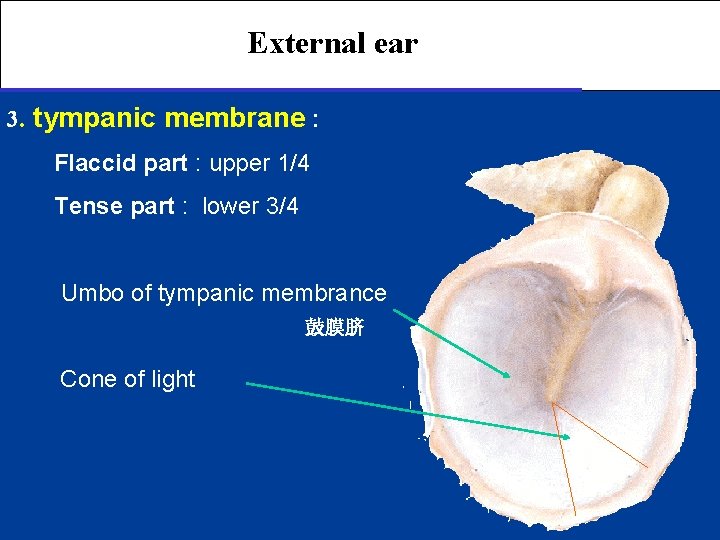 External ear 3. tympanic membrane : Flaccid part : upper 1/4 Tense part :